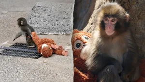 Two individuals taken into custody following reported incident in viral monkey enclosure