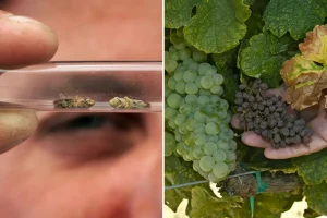 Unmanageable pest causes alarm at Napa vineyards as urgent warning issued