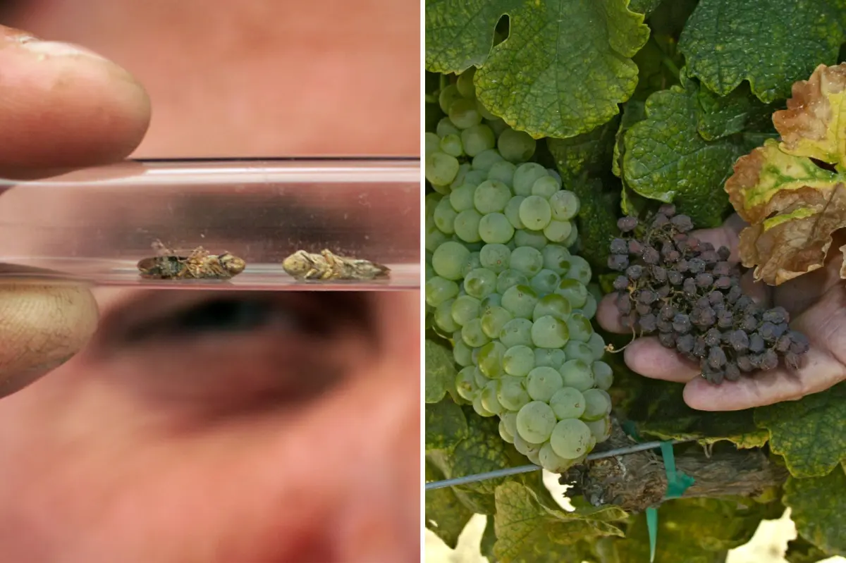 Unmanageable pest causes alarm at Napa vineyards as urgent warning issued