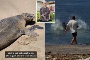 Visitor in Hawaii throws large stone at endangered seal 'Lani' in shocking video