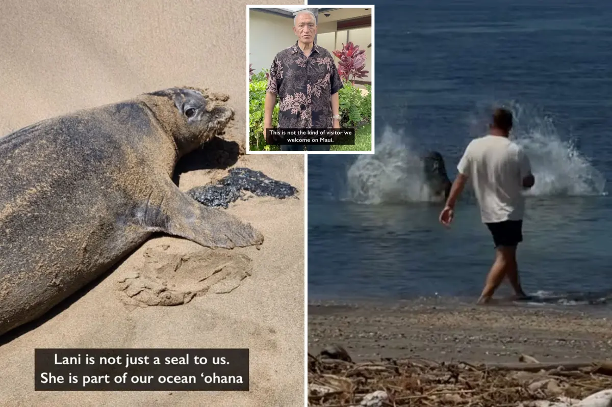 Visitor in Hawaii throws large stone at endangered seal 'Lani' in shocking video