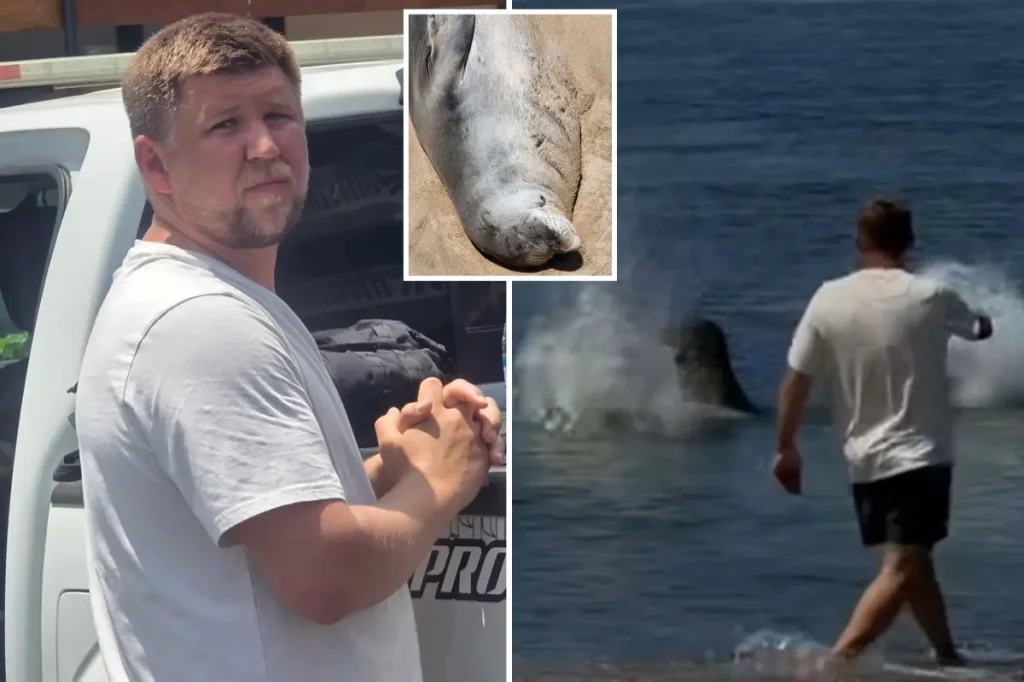 Visitor in Seattle assaulted a Hawaiian after a viral video revealed him throwing a rock at a protected seal.