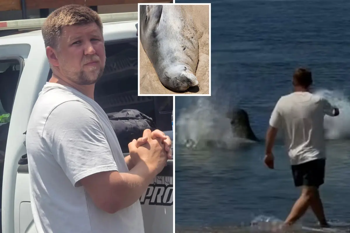 Visitor in Seattle assaulted a Hawaiian after a viral video revealed him throwing a rock at a protected seal.