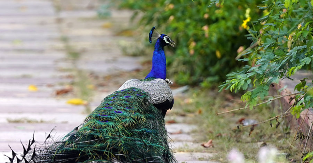 Wandering Group of Peacocks Causes Chaos in Italian Village: 'Their Screams Keep Us Awake!'