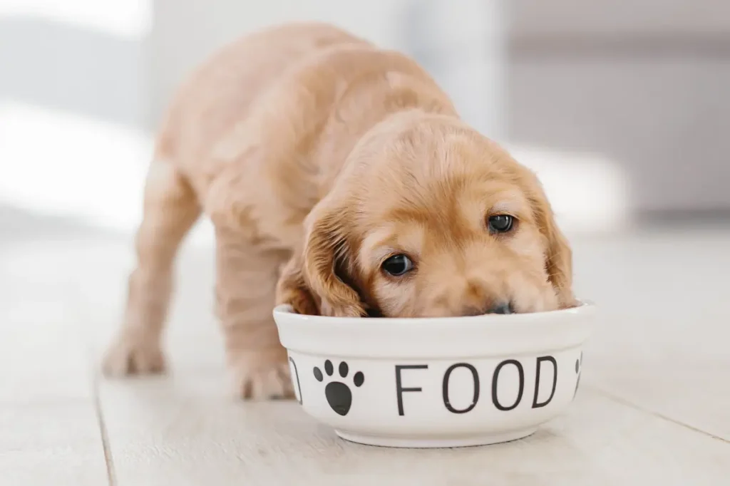 Well-known dog food brand recalls multiple products due to listeria concerns