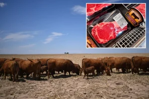 What is causing beef prices to remain high before summer BBQ season, and why relief may take years to arrive?