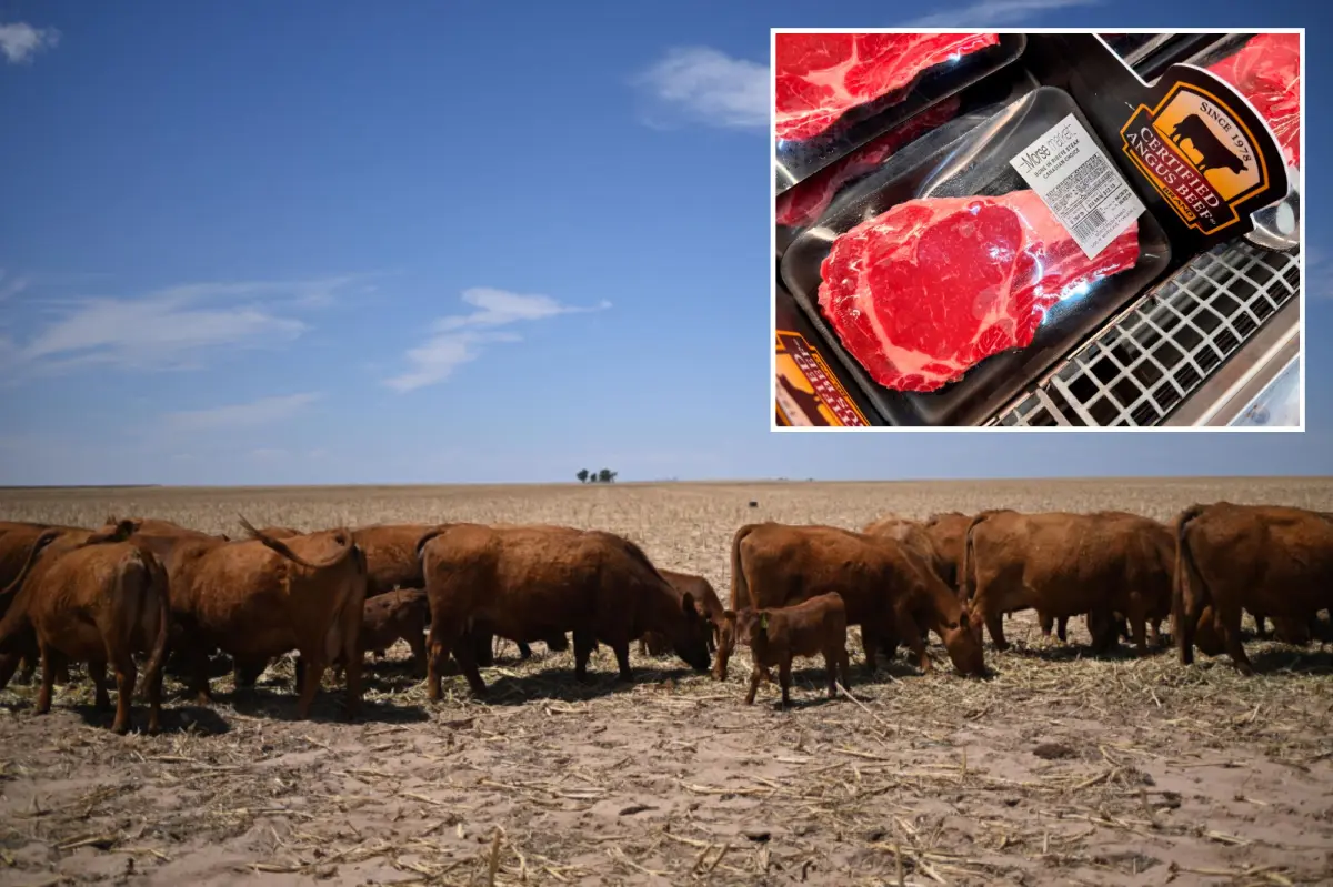 What is causing beef prices to remain high before summer BBQ season, and why relief may take years to arrive?