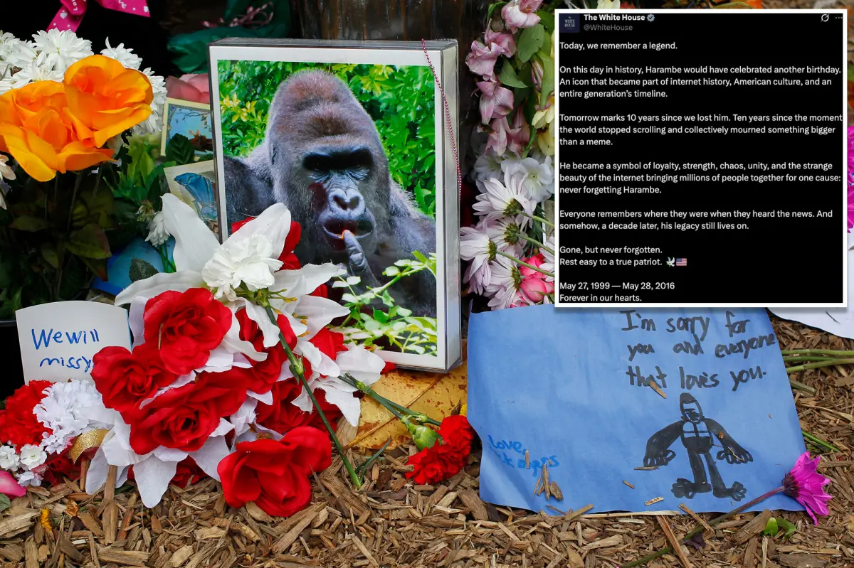 White House honors 'true patriot' Harambe on what would have been the gorilla's 27th birthday in an unusual message: 'Rest easy'