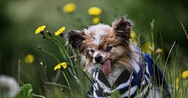 World's Oldest Dog Has Died at the Age of 30