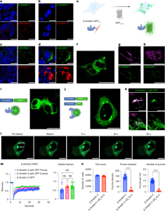 β-Arrestin droplets control the function of G-protein-coupled receptors