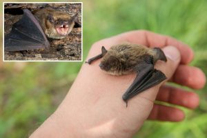 11-year-old boy died from rabies after a bat landed on his face while he was sleeping.