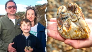 11-year-old boy discovers a 1.8 million-year-old elephant tooth on a beach in England