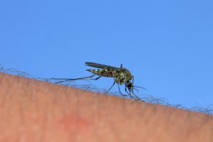Google seeks approval to release 32 million mosquitoes in California.