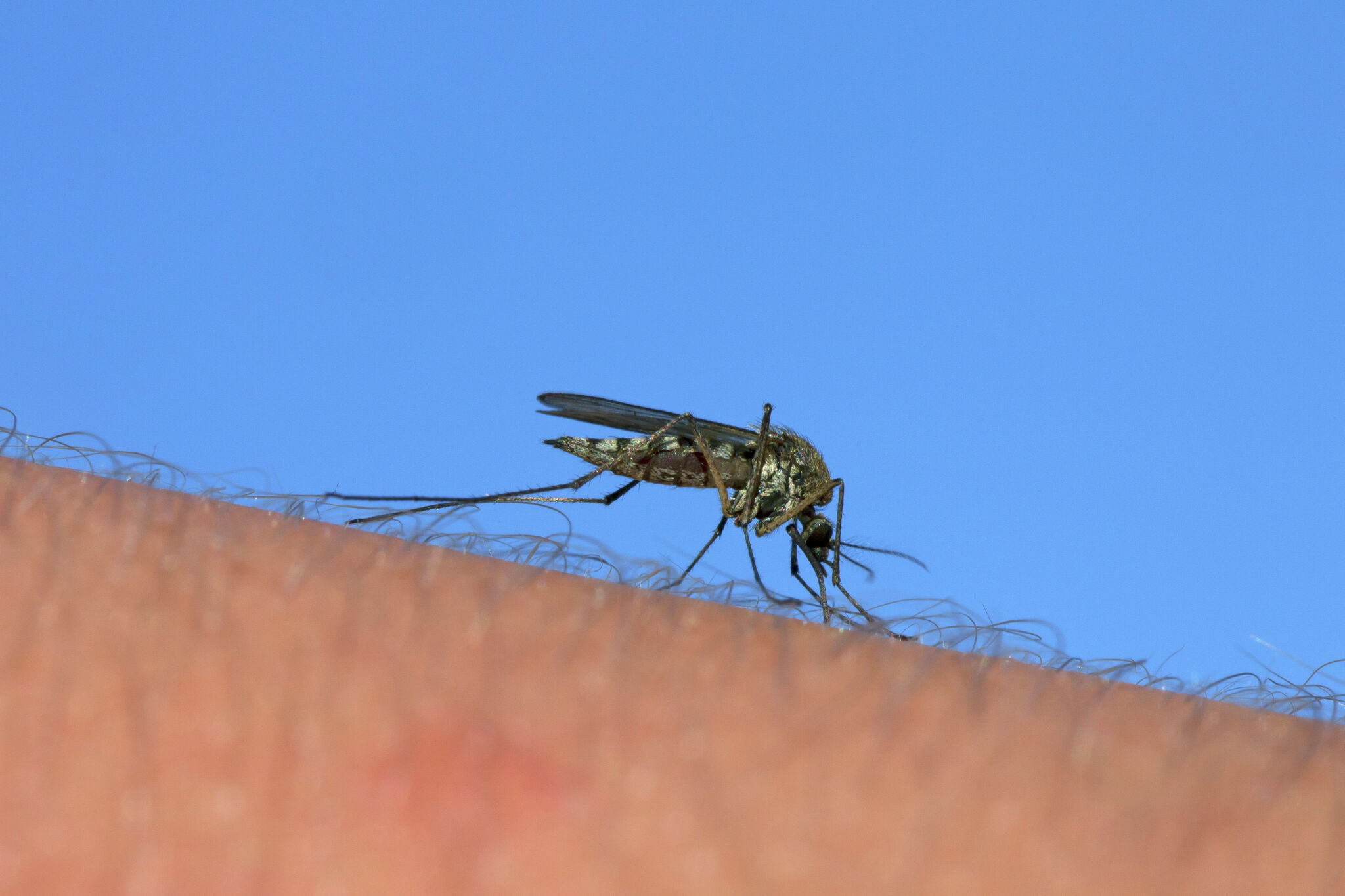 Google seeks approval to release 32 million mosquitoes in California.