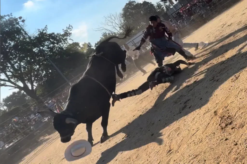 25-year-old bull rider injured after being trampled at rodeo in NYC: video