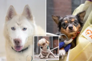 45-year-old woman taken into custody after more than twenty animals, including a deceased dog, are discovered living in unsanitary conditions in New York City apartment