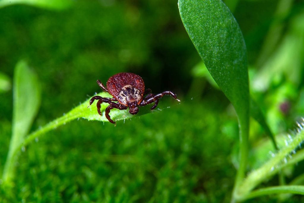5 Areas in Michigan Prone to Ticks