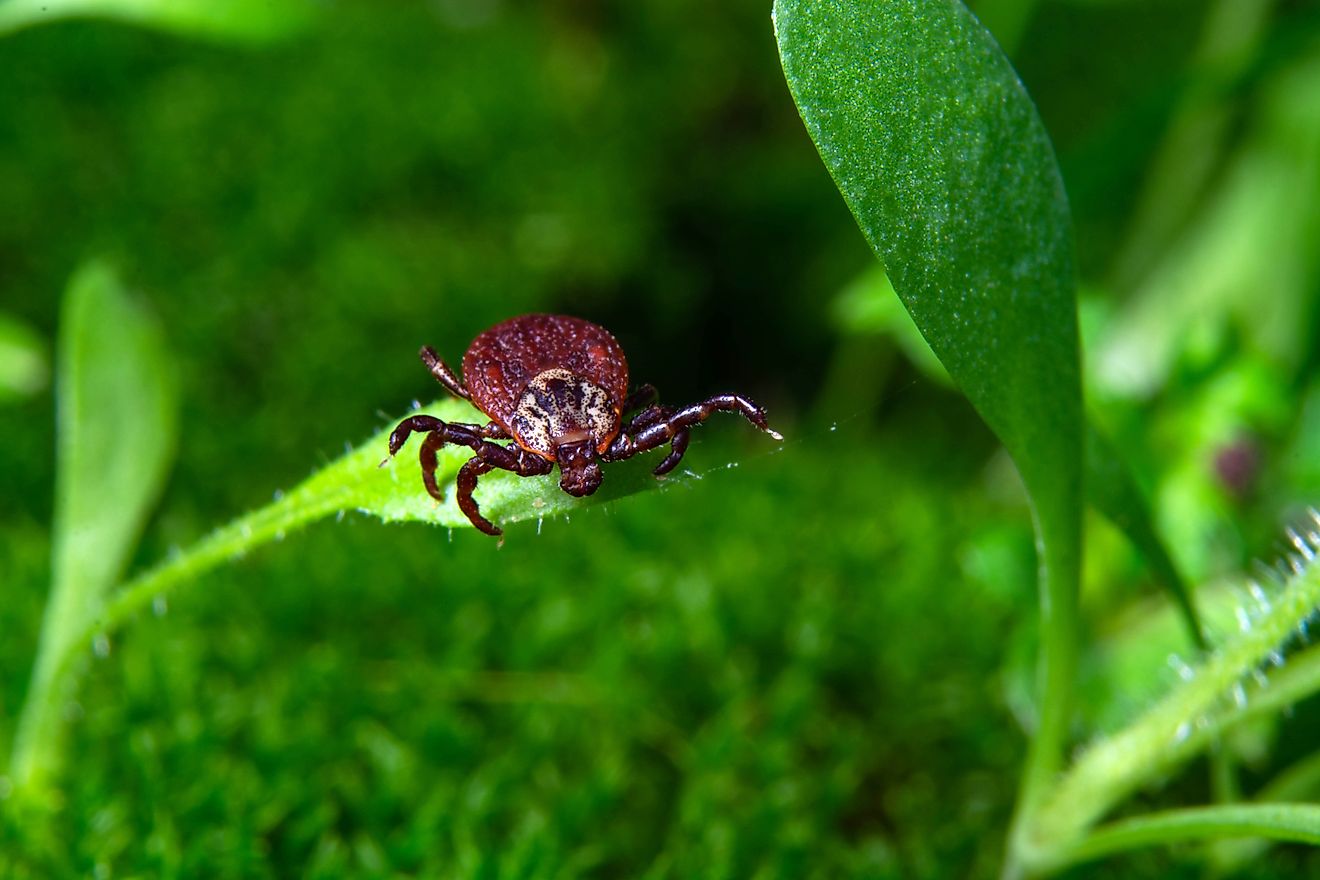 5 Areas in Michigan Prone to Ticks
