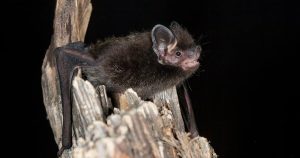 6-year-old girl attacked by rabid bat while playing near her house, family reports