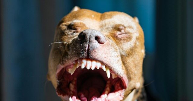 8-Year-Old Girl Requires 40 Staples in Head After Defending Her Sisters from a Pit Bull