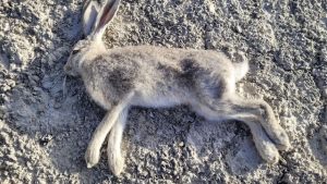 A contagious disease has reappeared in Utah's wild rabbit population.