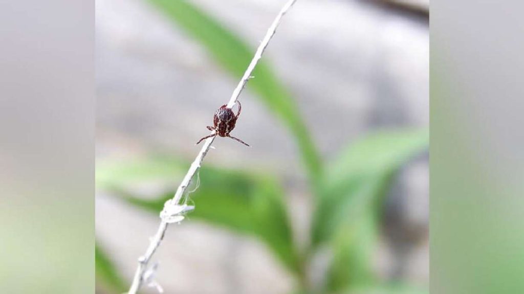 A gentle winter leads to more ticks. Here’s how to stay safe from them.
