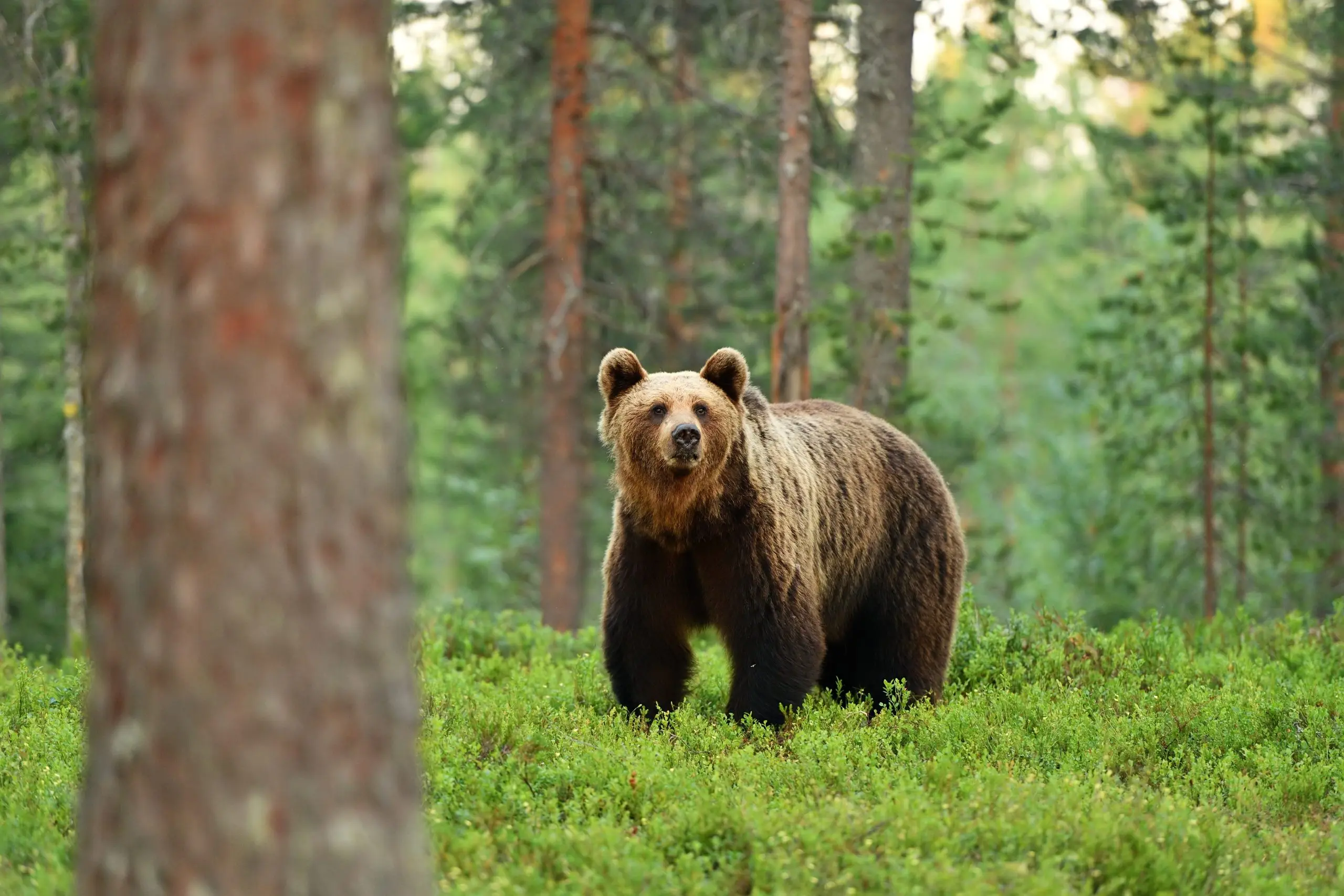 A helpful guide to avoiding bear attacks while hiking or camping this summer