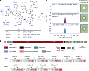A natural depsipeptide antibiotic attaches to the E-site of the bacterial ribosome