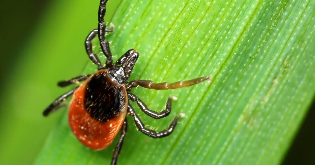 A person in California has contracted a rare disease spread by ticks. Here’s what you should know.