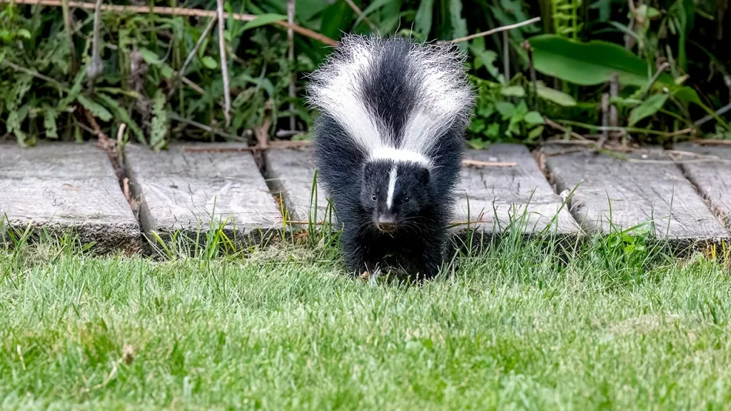 A wildlife expert confirms that using Irish Spring soap to repel skunks is a myth.