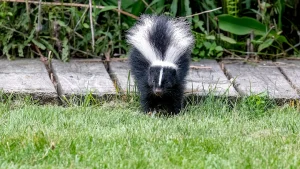 A wildlife expert confirms that using Irish Spring soap to repel skunks is a myth.