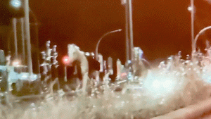About thirty horses run through the streets of Rome after fireworks startle them during a practice.
