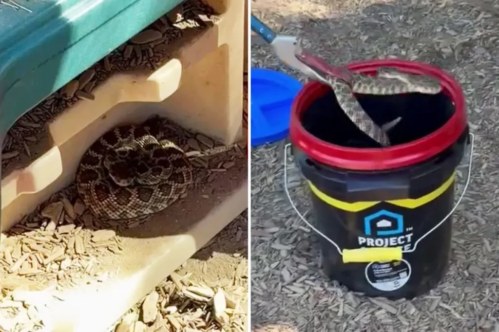 Aggressive rattlesnake goes wild when a child finds it in a preschool playhouse