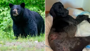 Alaska woman uses handgun to protect her dog from a black bear on a secluded trail
