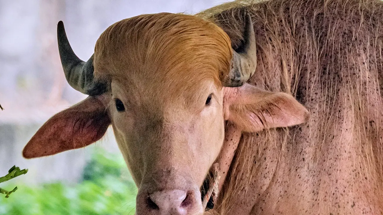 Albino buffalo called 'Donald Trump' attracts visitors to zoo in Bangladesh