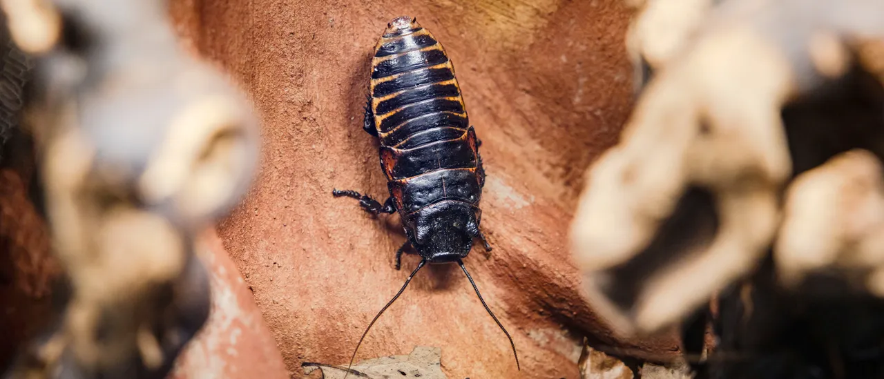 Australia Arrests Cockroach Trafficker in Illicit Insect Operation, Officials Report