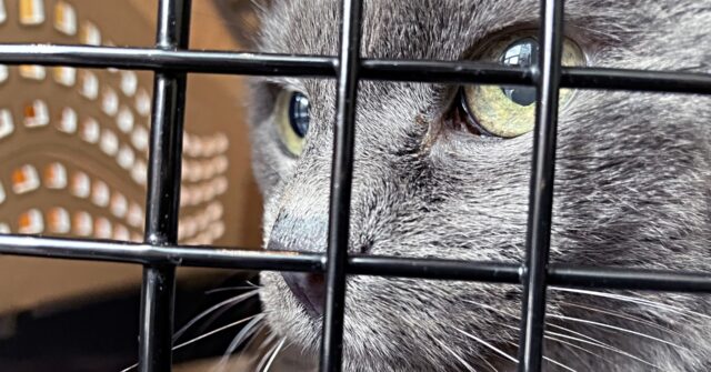 Authorities Save Hundreds of Cats from Being Consumed in Vietnam