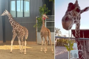 Baby giraffes that disappeared from a struggling roadside zoo last year have been located safely.