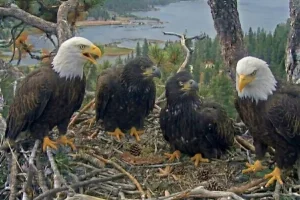 Bald eagle chicks in Big Bear are rapidly growing as they get ready for an important milestone.
