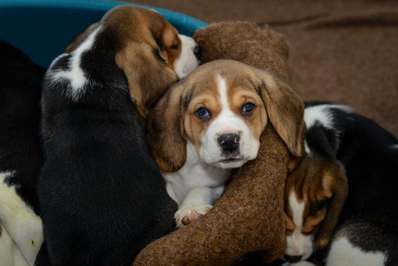 Beagle testing center shuts down, last hundreds of 2,000 rescued dogs relocated to Florida and Alabama.