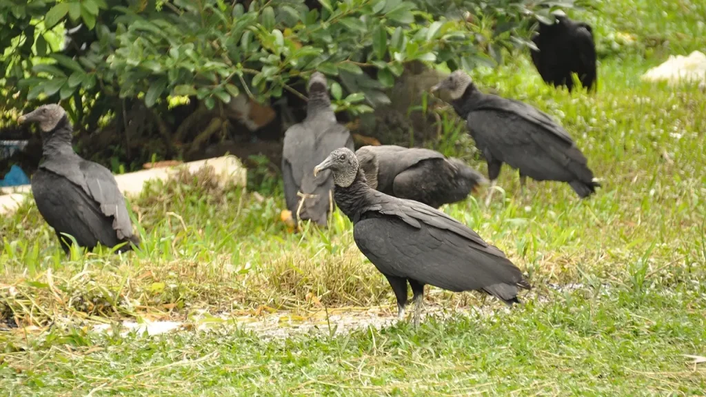 Black vultures invade US communities, leading to property damage and anger