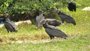 Black vultures invade US communities, leading to property damage and anger