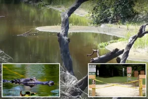 Boyfriend made a frantic attempt to rescue 31-year-old hiker as a large alligator attacked her in shallow water.
