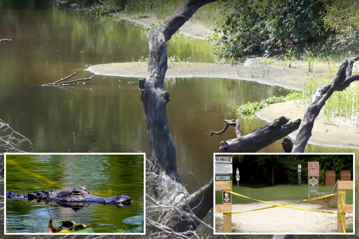 Boyfriend made a frantic attempt to rescue 31-year-old hiker as a large alligator attacked her in shallow water.
