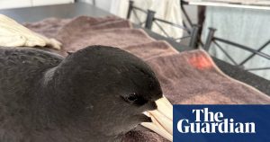 Brown skuas and giant petrels seldom reach land. Their discovery in WA raised concerns among scientists about potential negative impacts on wildlife.