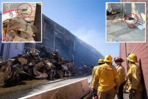 Burned Boyle Heights warehouse causes large rodent outbreak in LA