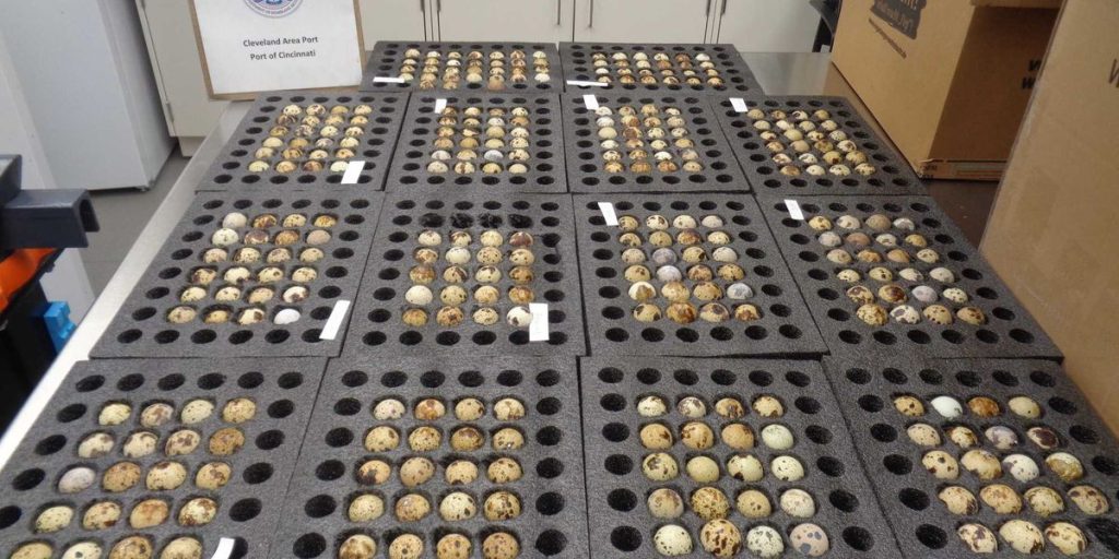 CBP halts over 300 hatching eggs at the border, likely averting a bird flu outbreak