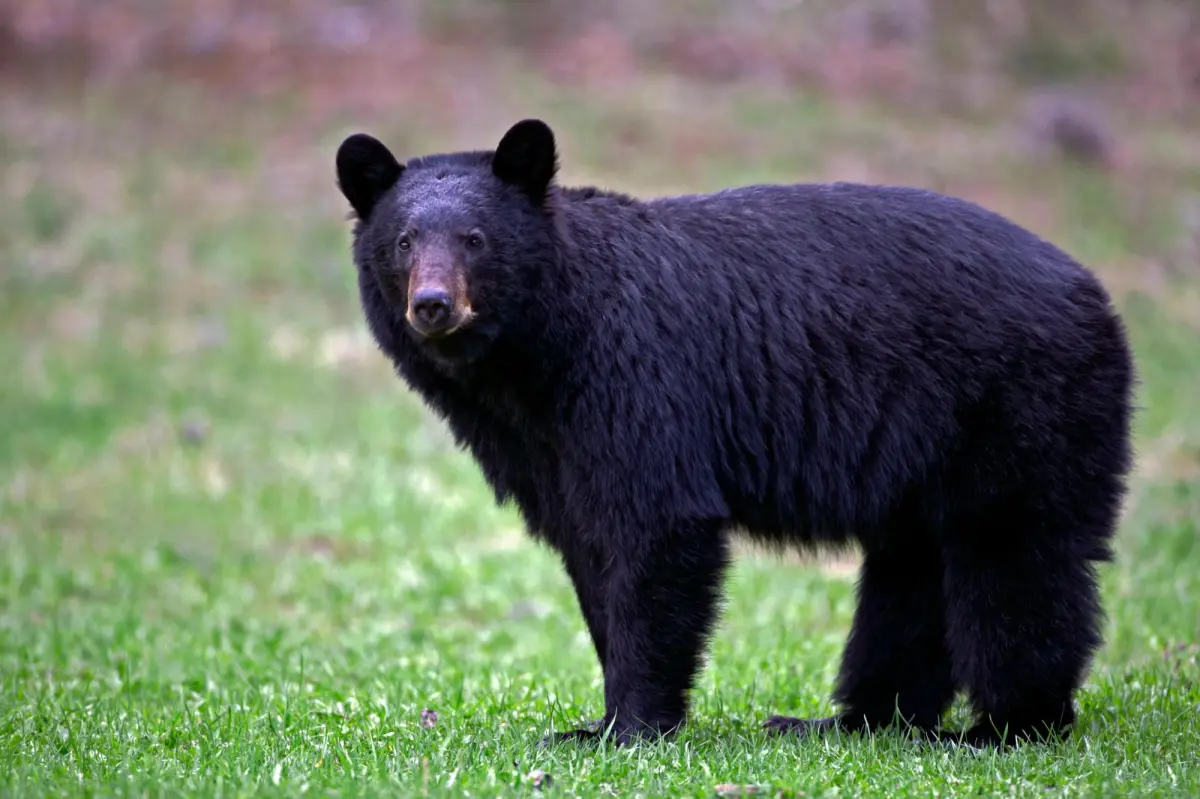 California couple defends themselves against a black bear with a hatchet and a water bottle