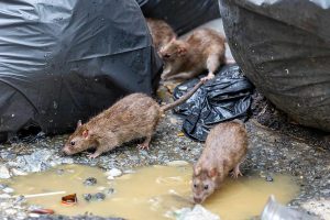 Californian Passes Away from Uncommon Illness After Keeping and Caring for Wild Rats in an RV