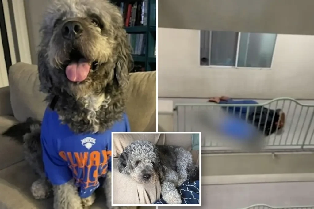 Campaign for dog in Knicks jersey shot by LAPD gathers $100K in response to public outrage